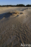 Wekeromse zand