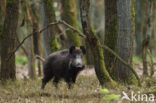 Wild Boar (Sus scrofa)