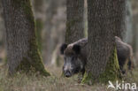 Wild Boar (Sus scrofa)