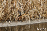 Mallard