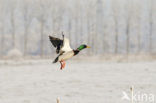 Mallard