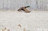 Mallard