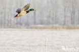 Wilde Eend (Anas platyrhynchos)
