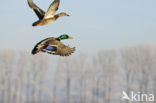 Mallard