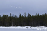 Whooper Swan (Cygnus cygnus)