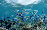 Witborst doktersvis (Acanthurus leucosternon)