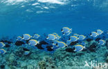 Powderblue surgeonfish