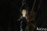 wasp spider (Argiope bruennichi)