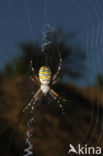 wasp spider (Argiope bruennichi)