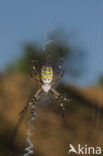 wasp spider (Argiope bruennichi)