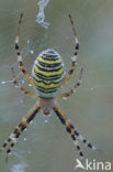 wasp spider (Argiope bruennichi)