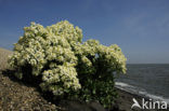 Zeekool (Crambe maritima)