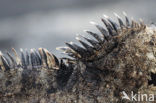 Marine Iguana (Amblyrhynchus cristatus) 