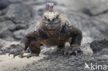 Marine Iguana (Amblyrhynchus cristatus) 