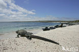 Marine Iguana (Amblyrhynchus cristatus) 