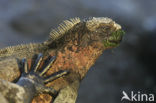 Marine Iguana (Amblyrhynchus cristatus) 