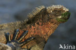 Marine Iguana (Amblyrhynchus cristatus) 