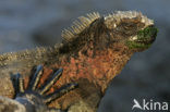 Marine Iguana (Amblyrhynchus cristatus) 