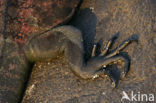 Marine Iguana (Amblyrhynchus cristatus) 
