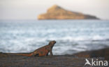 Marine Iguana (Amblyrhynchus cristatus) 