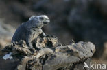 Marine Iguana (Amblyrhynchus cristatus) 