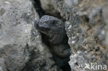 Marine Iguana (Amblyrhynchus cristatus) 