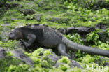 Marine Iguana (Amblyrhynchus cristatus) 