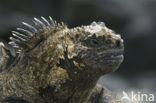 Marine Iguana (Amblyrhynchus cristatus) 