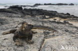 Marine Iguana (Amblyrhynchus cristatus) 