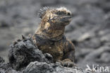 Marine Iguana (Amblyrhynchus cristatus) 