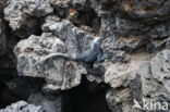 Marine Iguana (Amblyrhynchus cristatus) 