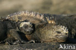 Marine Iguana (Amblyrhynchus cristatus) 