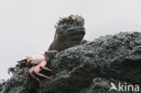 Marine Iguana (Amblyrhynchus cristatus) 