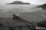 Marine Iguana (Amblyrhynchus cristatus) 