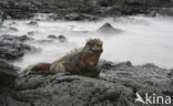 Marine Iguana (Amblyrhynchus cristatus) 