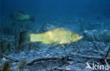 Tench (Tinca tinca)