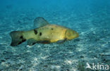 Tench (Tinca tinca)