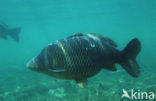 Tench (Tinca tinca)