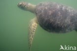 Sea turtle