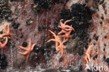 zeester sp.