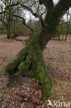 Zomereik (Quercus robur)