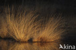 White Sedge (Carex curta)