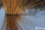 White Sedge (Carex curta)