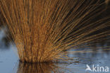 White Sedge (Carex curta)