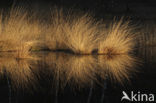 White Sedge (Carex curta)