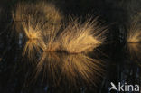White Sedge (Carex curta)