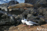 Swallow-tailed Gull (Creagrus furcatus)