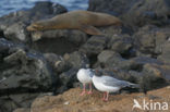 Swallow-tailed Gull (Creagrus furcatus)