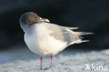 Swallow-tailed Gull (Creagrus furcatus)