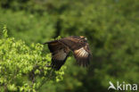 Great Black-Hawk (Buteogallus urubitinga)